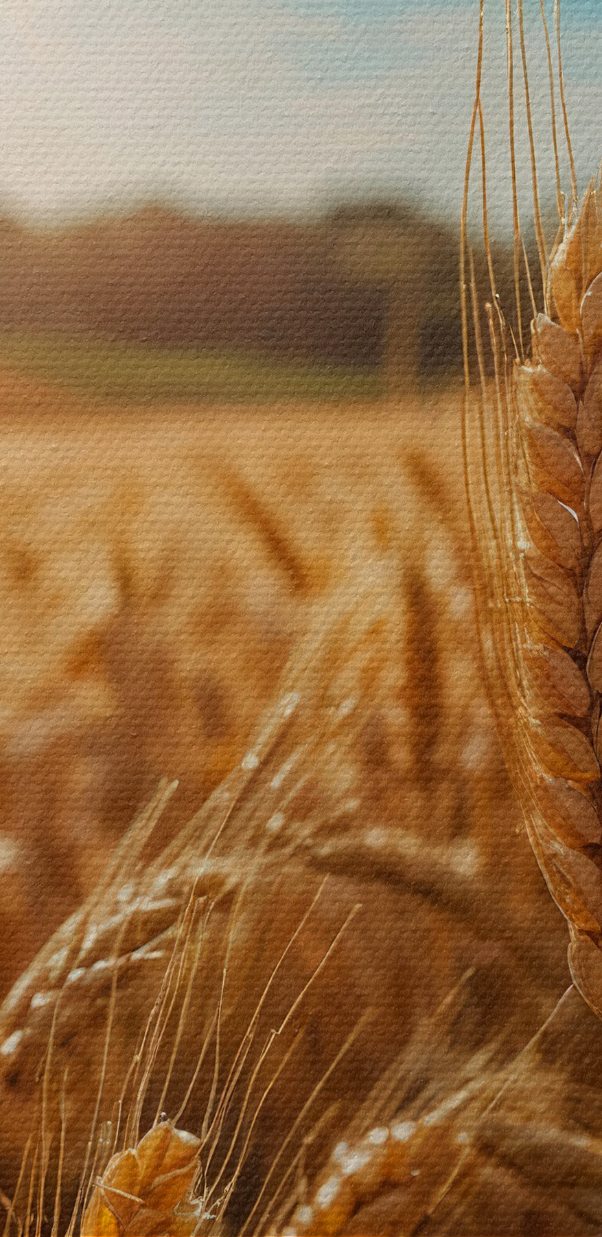 Búzamező, a háttérben a nap ragyogásával
