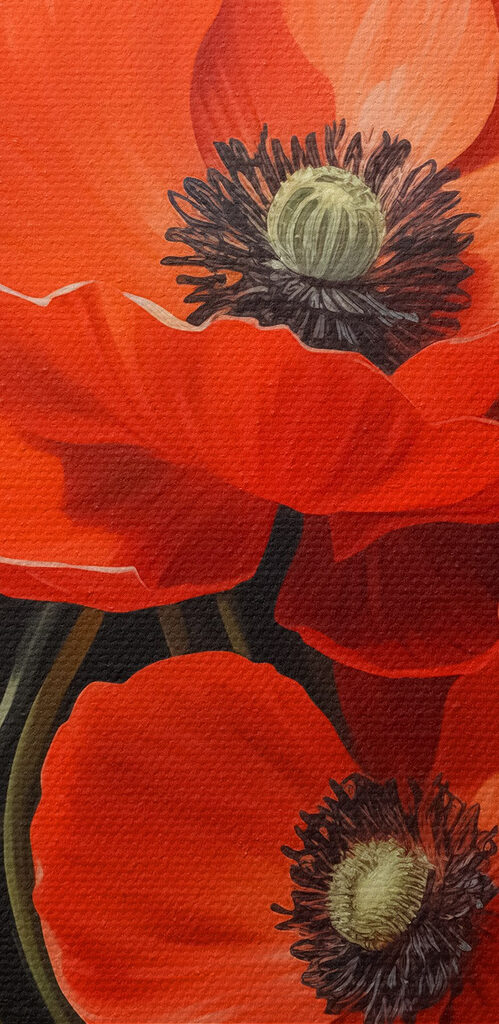 Vibrant poppies in full bloom Vibrant poppies in full bloom