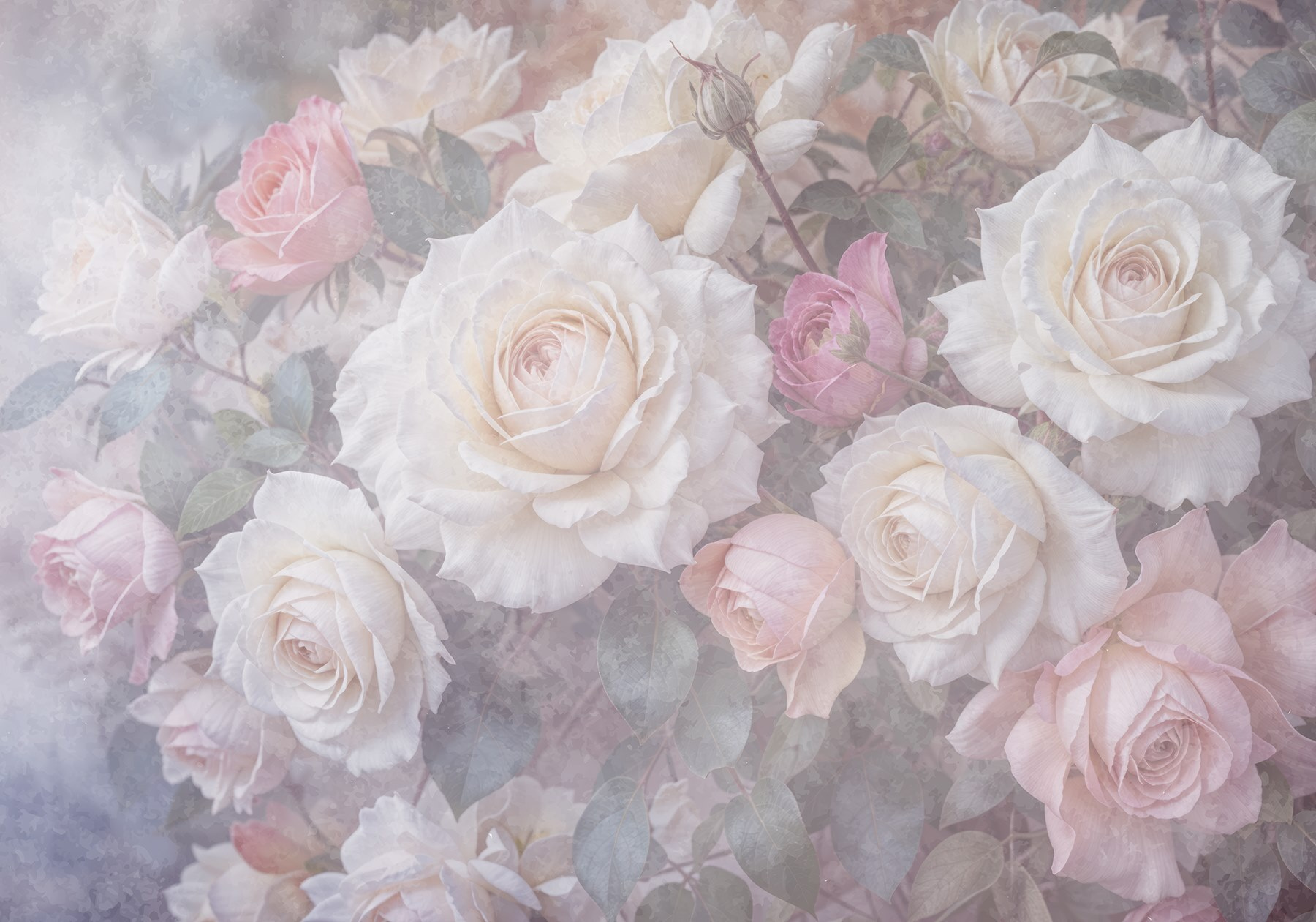 Group of white and pink roses