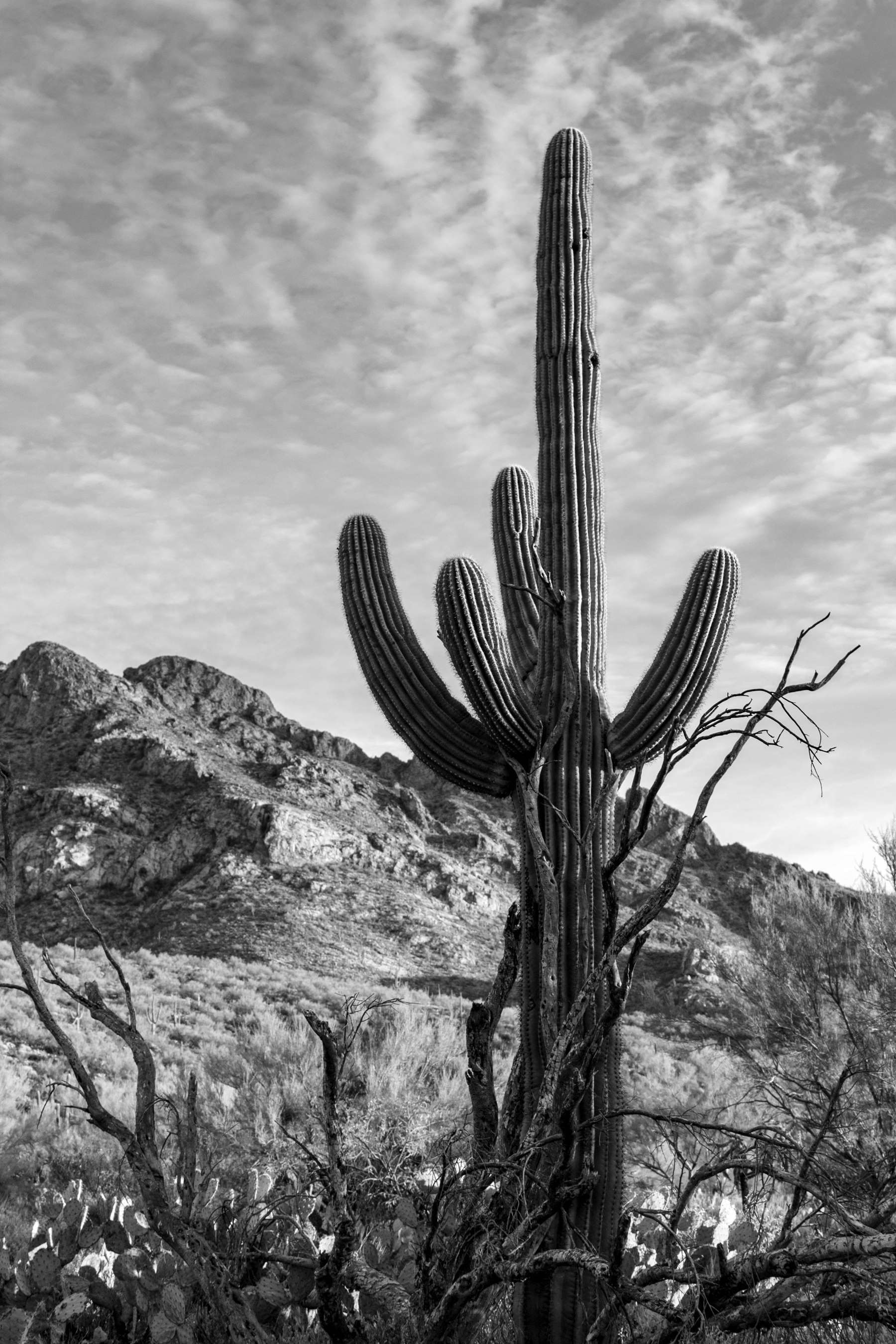Cactus in the desert