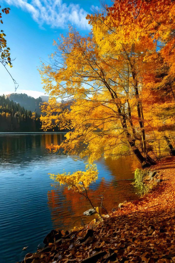 Lake with trees and leaves on the ground Lake with trees and leaves on the ground