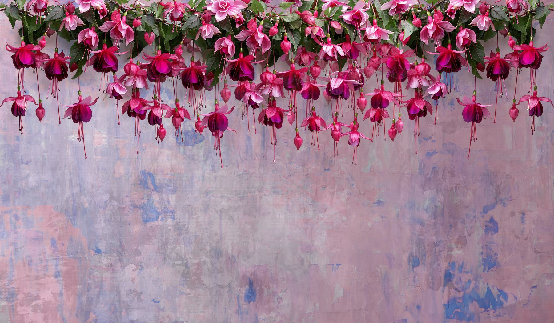 Group of pink flowers