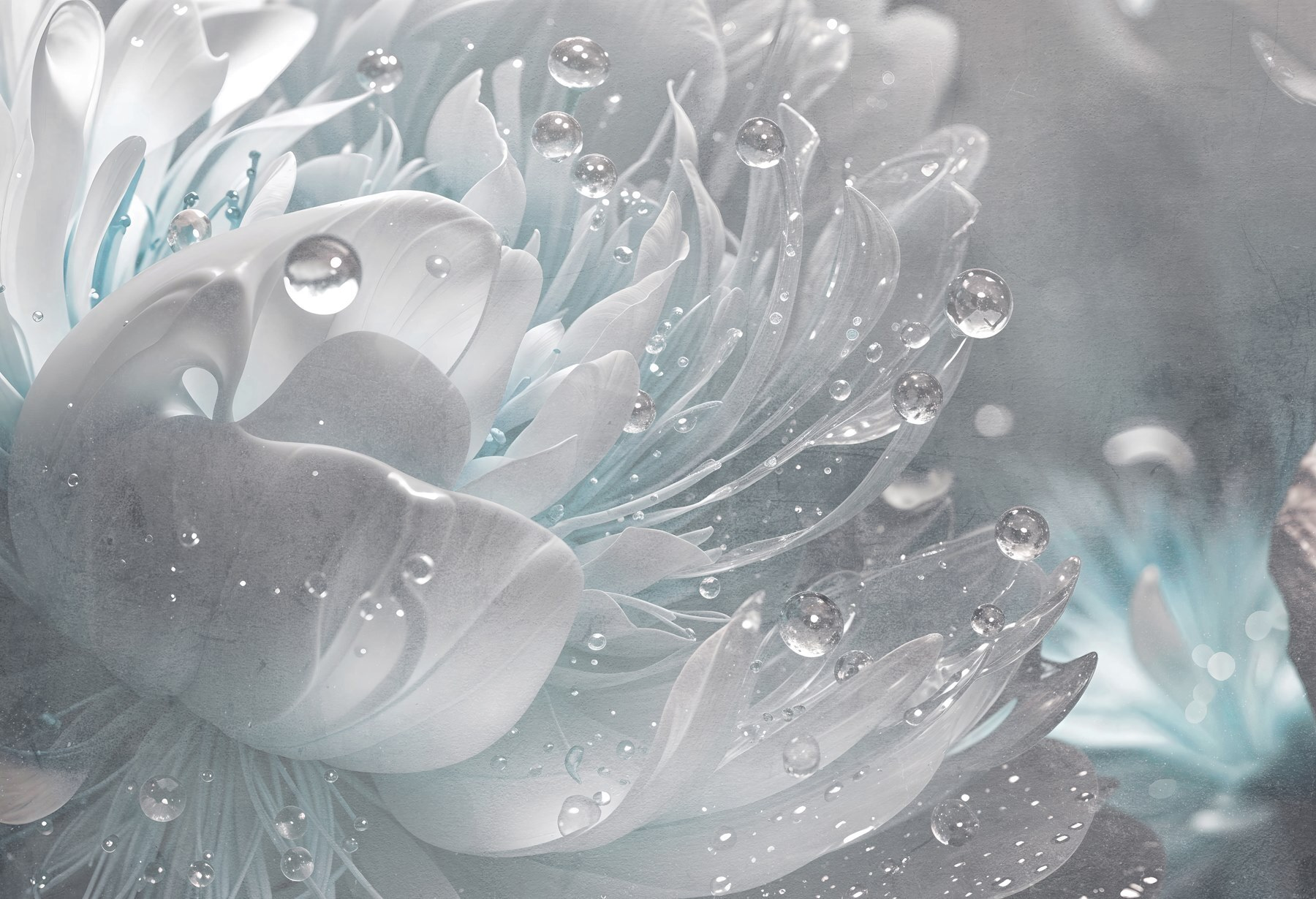 Delicate petals with morning dew Delicate petals with morning dew