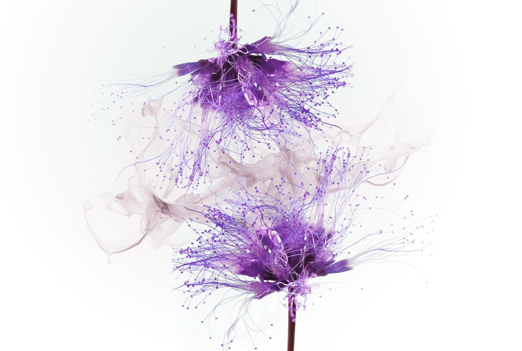 Purple flowers with purple splatters Purple flowers with purple splatters