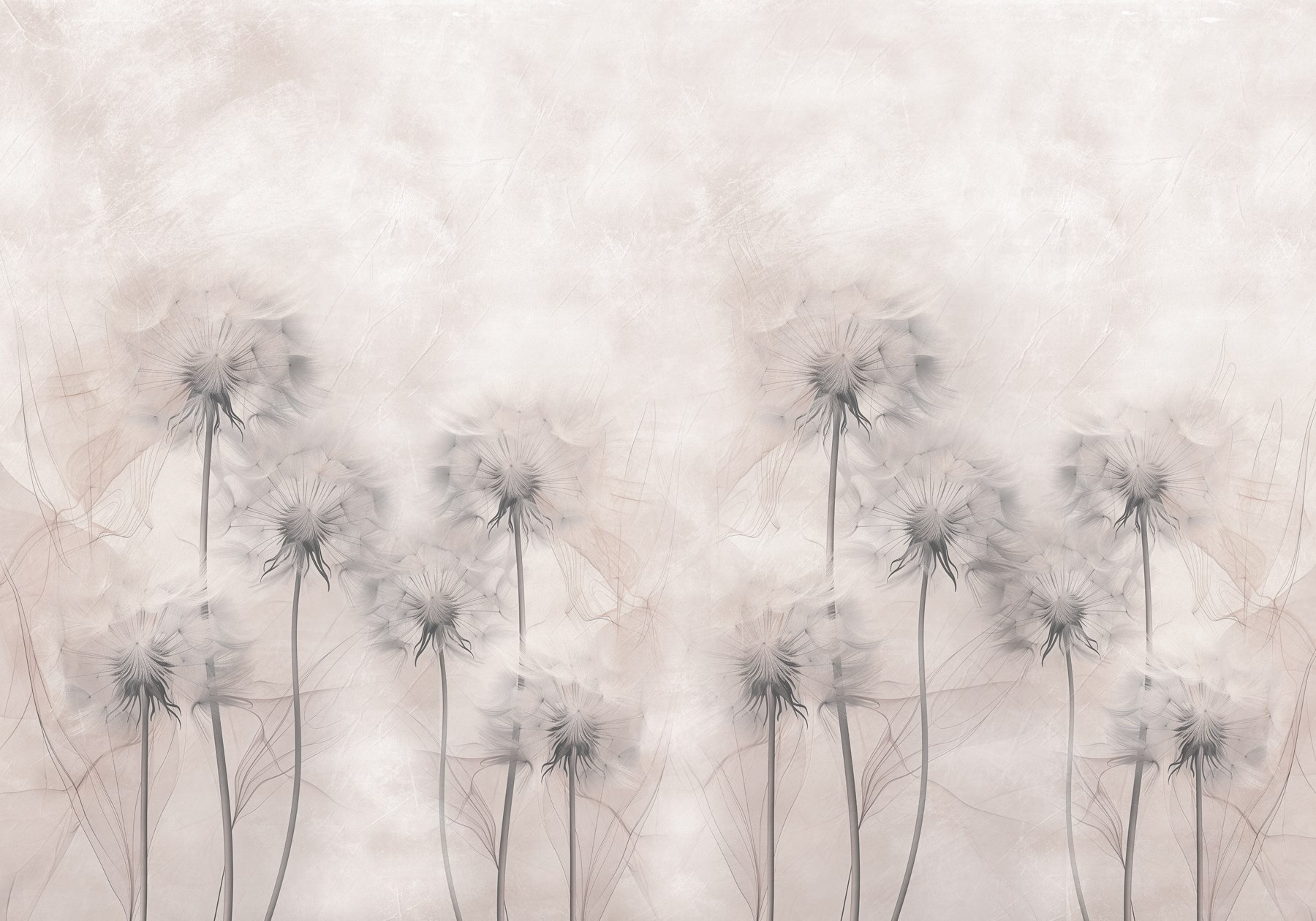 Group of dandelions on a white background Group of dandelions on a white background