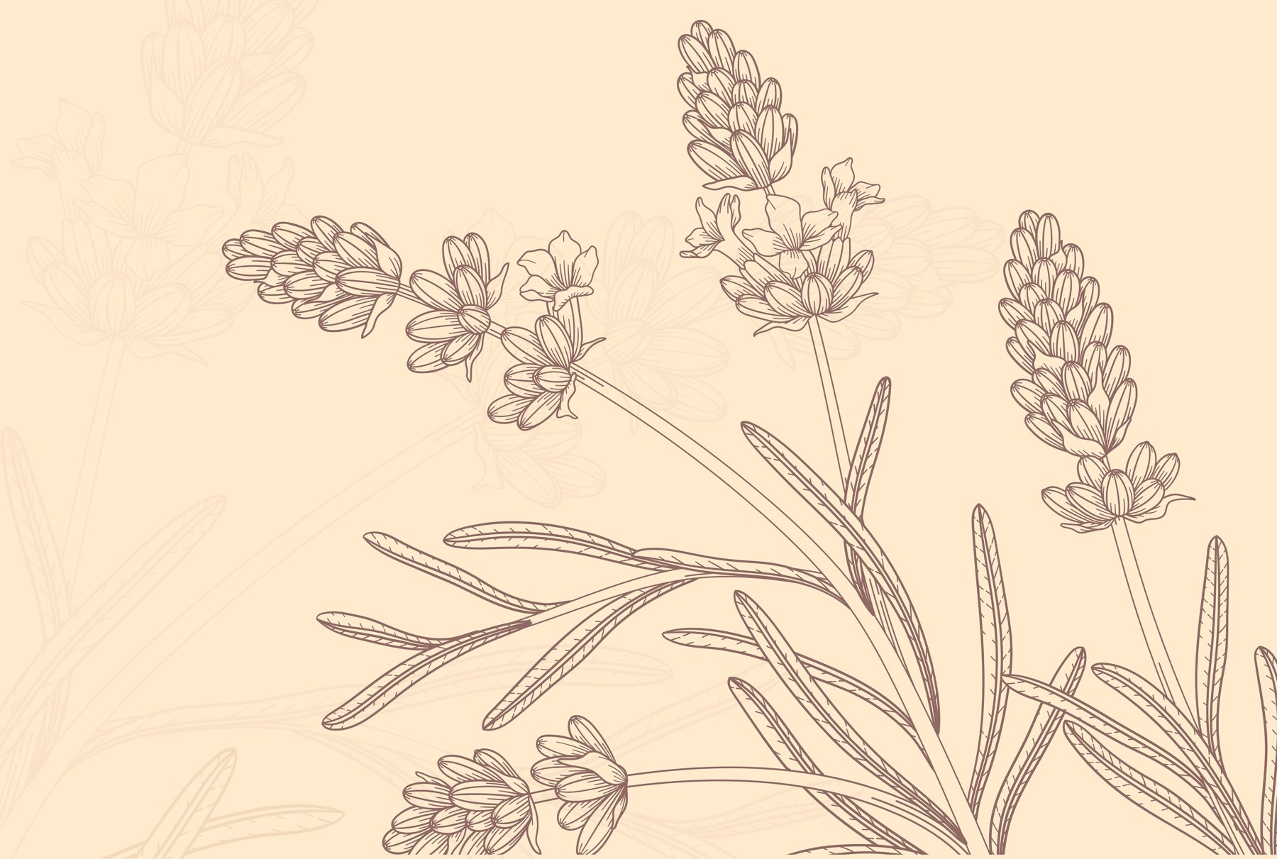 Drawing of a plant