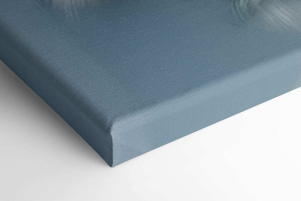 White rose with green leaves