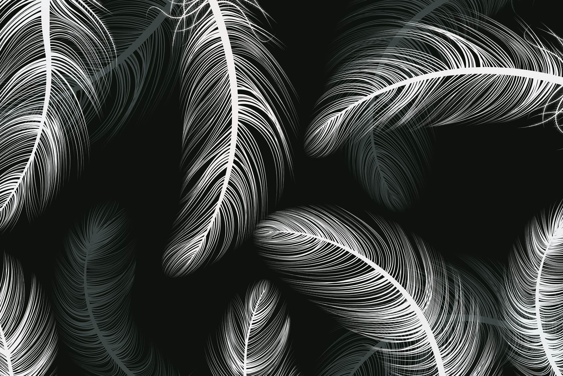 Group of white feathers