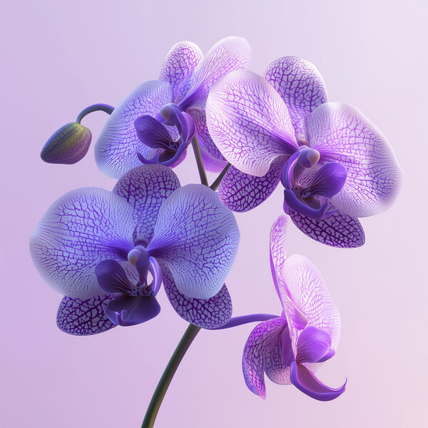 Lila és fehér orchidea virág Lila és fehér orchidea virág