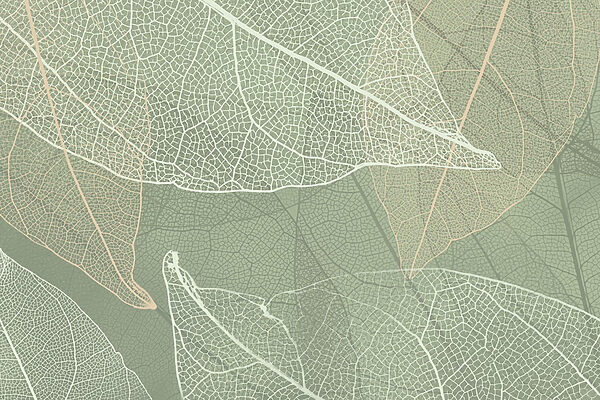 A természet finom mintái’s design A természet finom mintái’s design