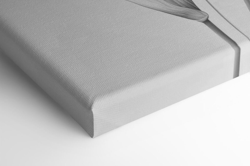 Delicate petals in soft monochrome hues Delicate petals in soft monochrome hues