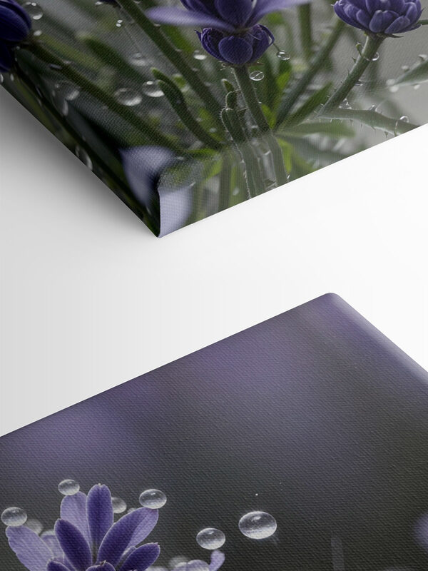 Delicate petals adorned with droplets