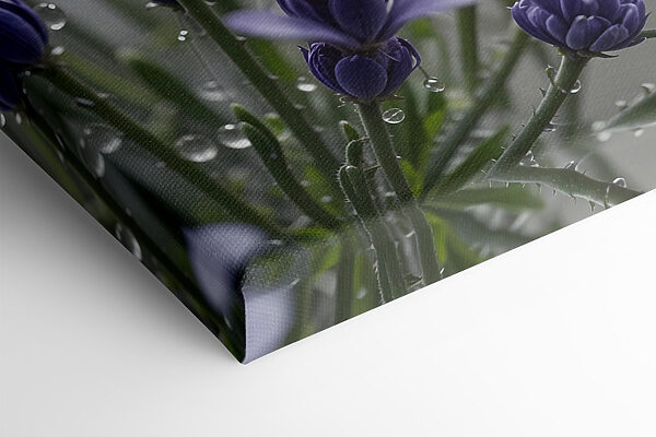 Delicate petals adorned with droplets