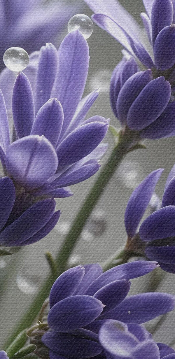 Delicate petals adorned with droplets