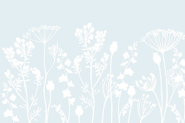 White flowers and leaves on a light blue background White flowers and leaves on a light blue background