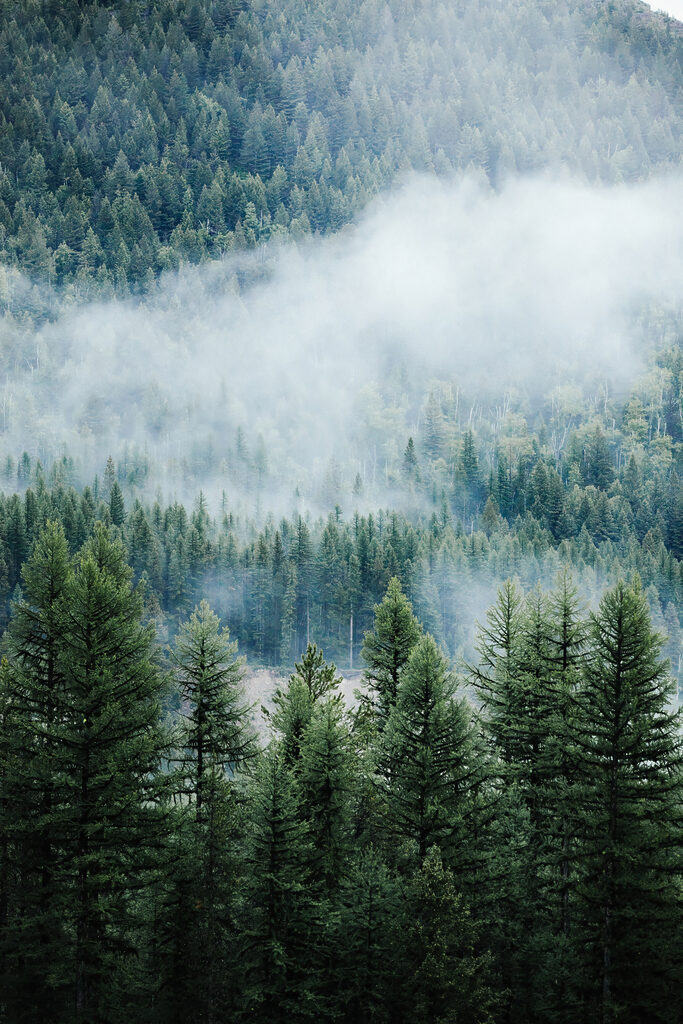 Forest with fog and clouds