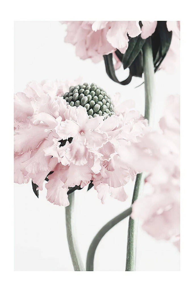 Delicate petals in soft hues Delicate petals in soft hues