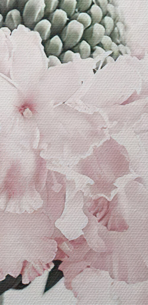 Delicate petals in soft hues Delicate petals in soft hues