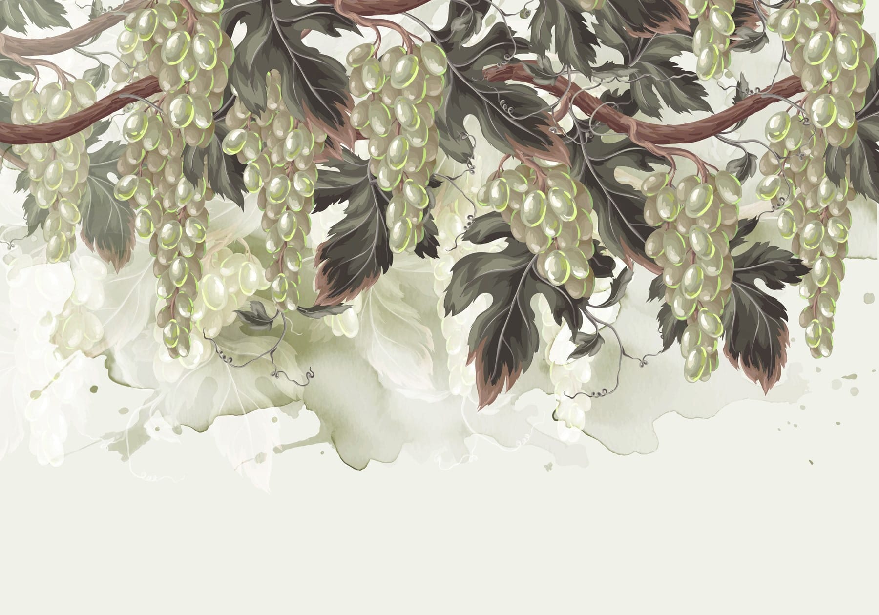 Bunch of grapes on a vine