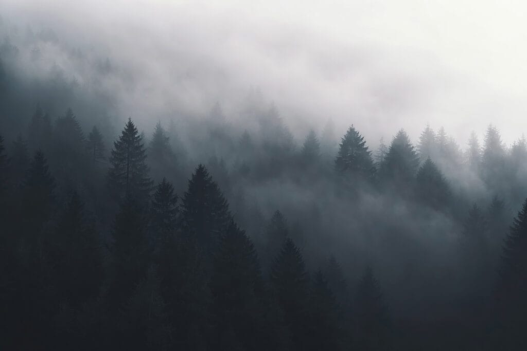 Foggy forest with trees