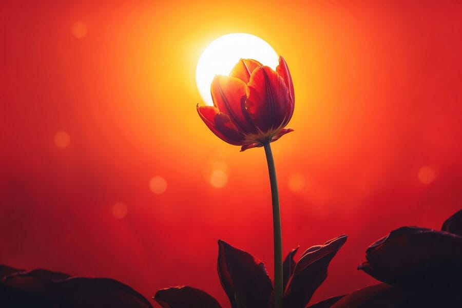 Piros tulipán a napfénnyel mögötte