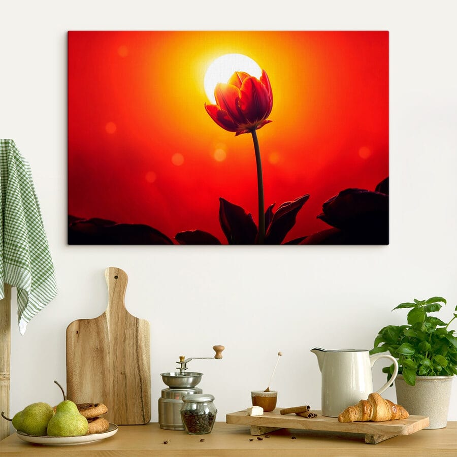 Piros tulipán a napfénnyel mögötte