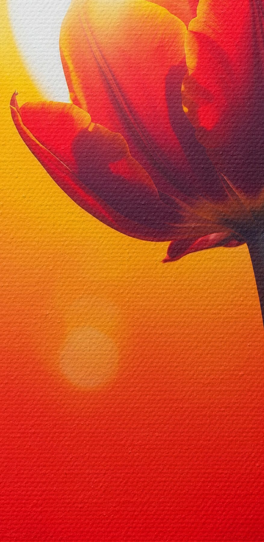 Piros tulipán a napfénnyel mögötte