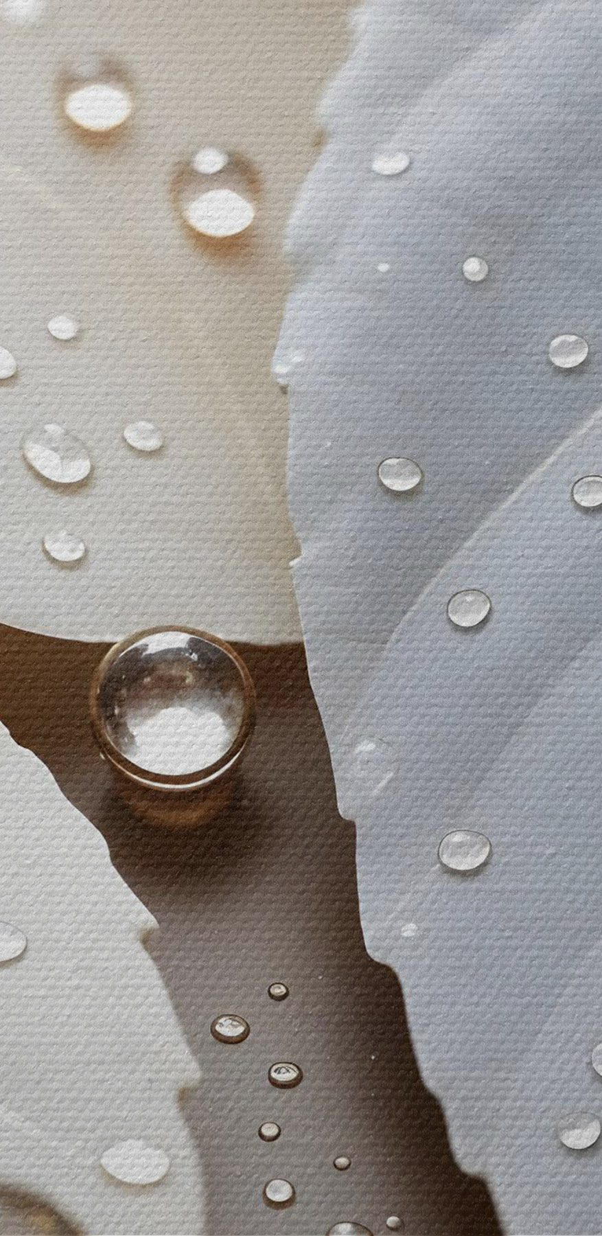 A természet finom cseppjei a leveleken