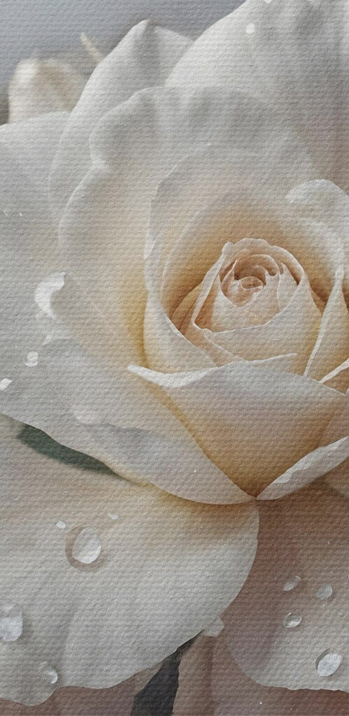 Group of white roses with water drops Group of white roses with water drops