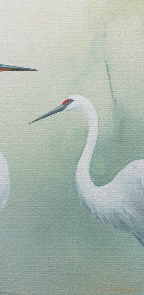 Couple of white birds in a pond