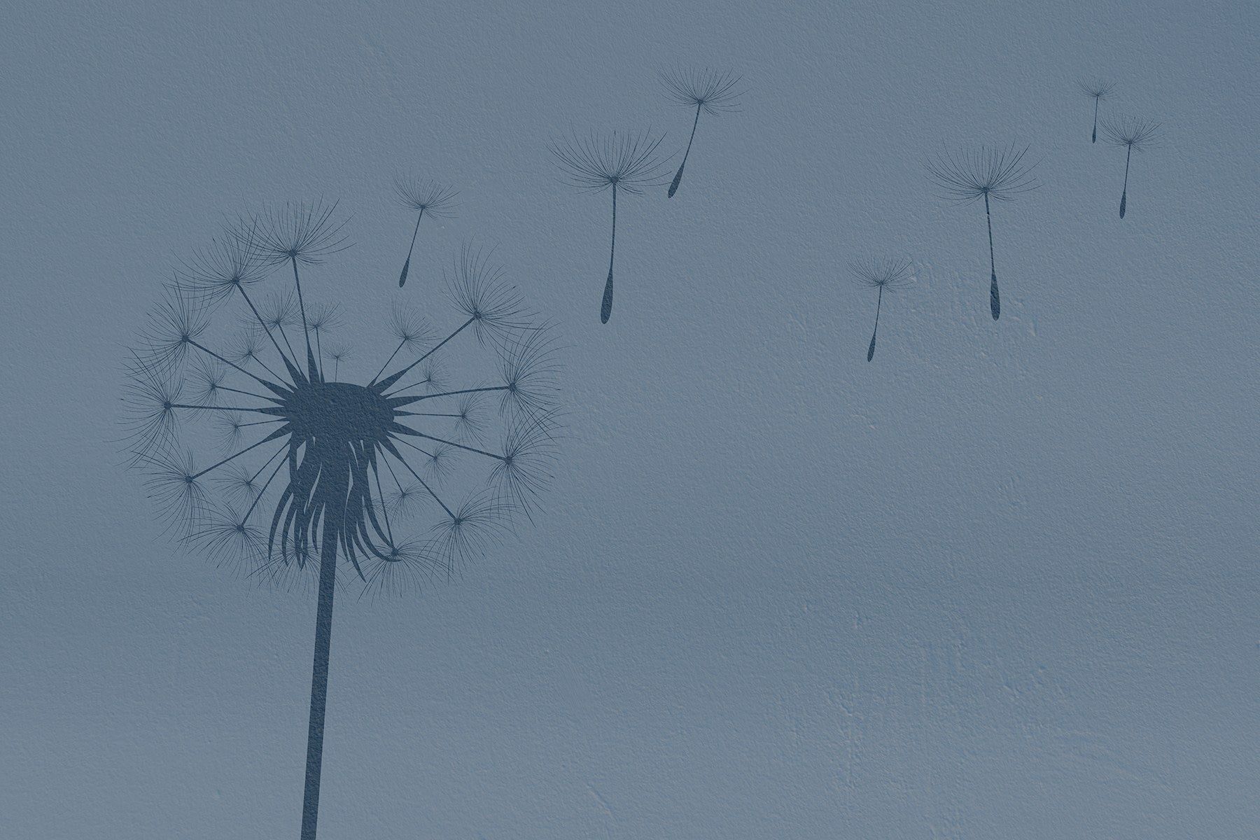 Dandelion seeds flying in the air