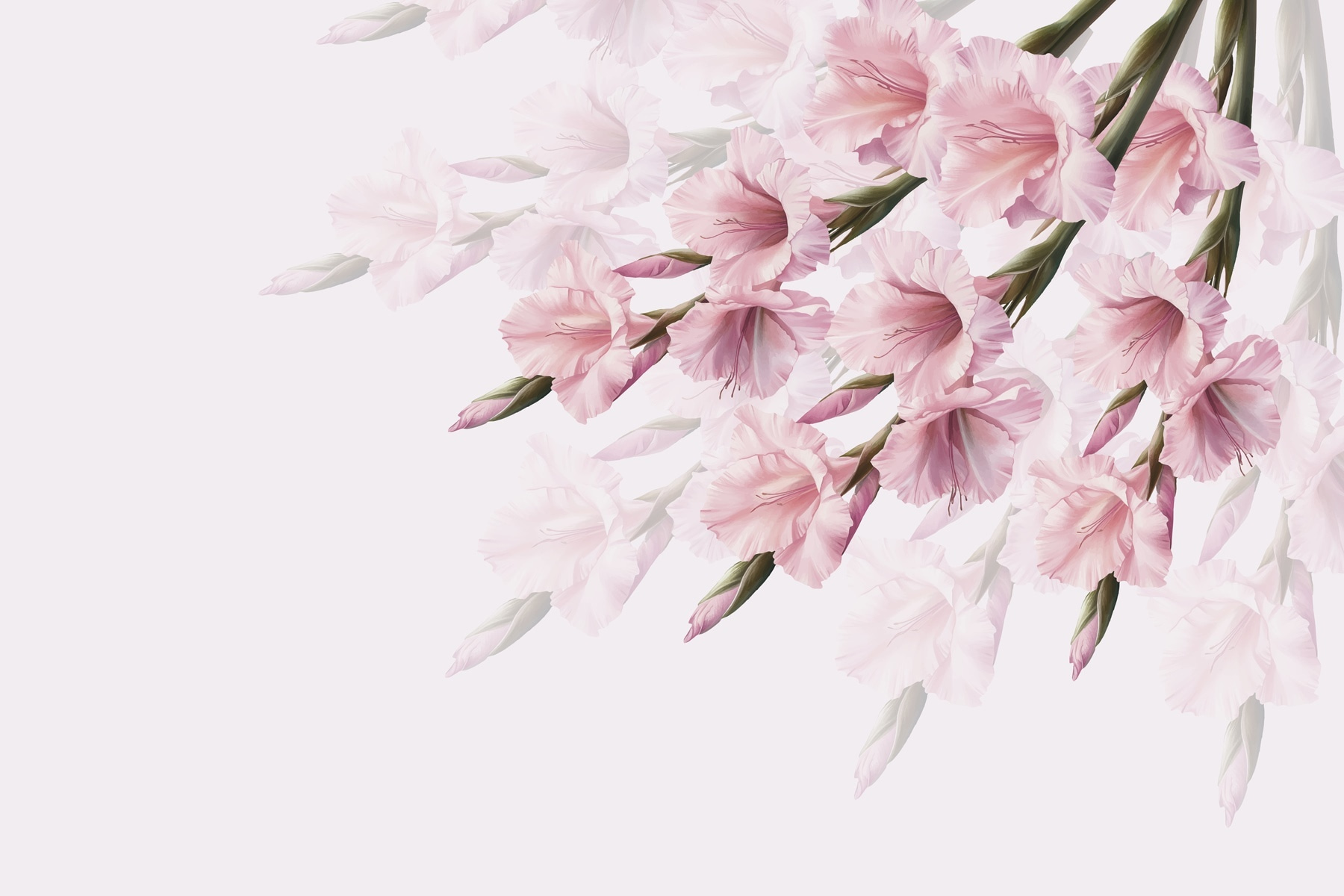 Group of pink flowers