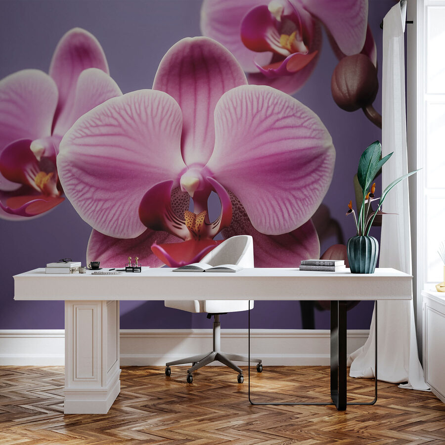 Finom orchideák lágy árnyalatokban