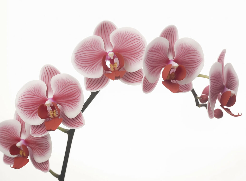 Finom orchideák szelíd virágzásban Finom orchideák szelíd virágzásban