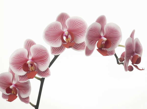 Finom orchideák szelíd virágzásban Finom orchideák szelíd virágzásban