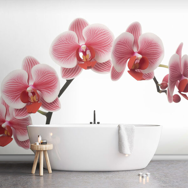 Finom orchideák szelíd virágzásban Finom orchideák szelíd virágzásban