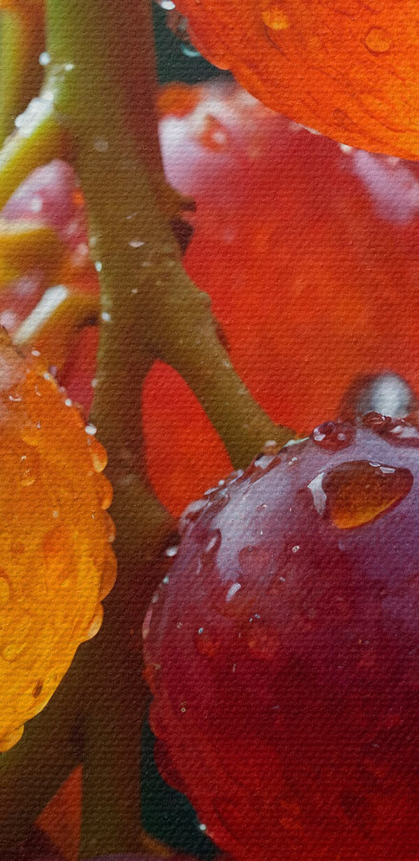 Csokor szőlő vízcseppekkel rajta Csokor szőlő vízcseppekkel rajta