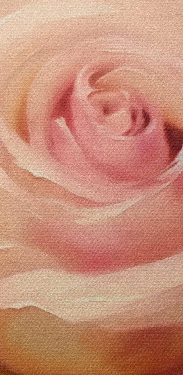 Elegáns rózsa lágy árnyalatokban Elegáns rózsa lágy árnyalatokban
