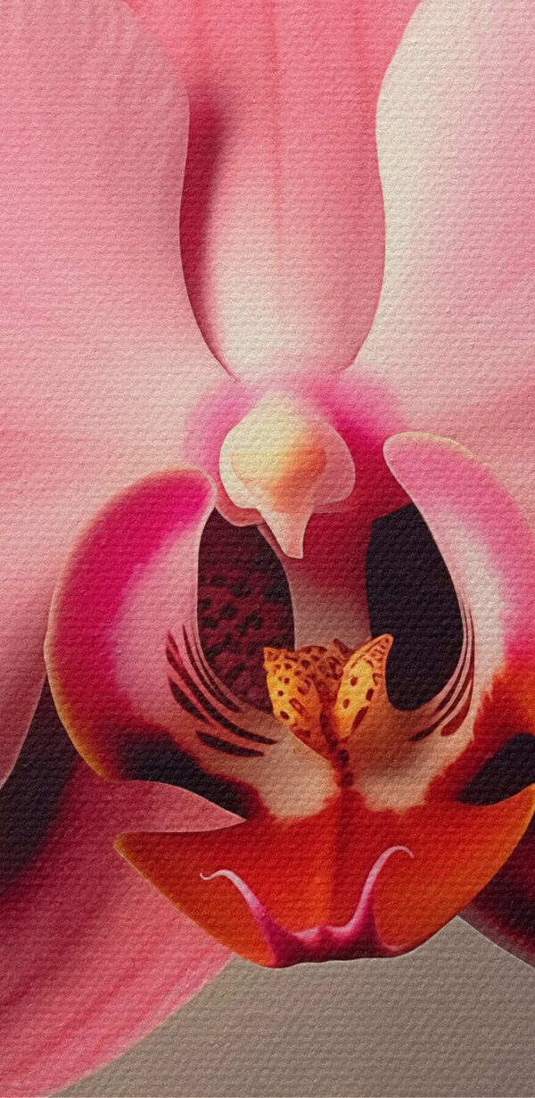 Finom rózsaszín orchidea teljes virágzásban Finom rózsaszín orchidea teljes virágzásban