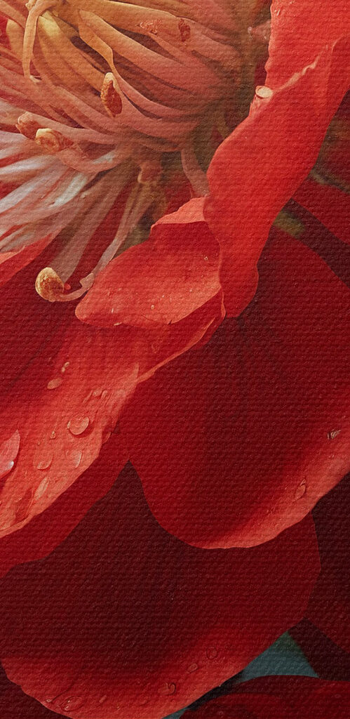 Vibrant bloom with delicate water droplets