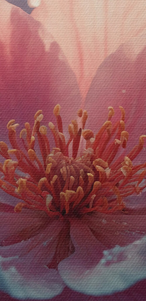 Delicate blooms in serene waters