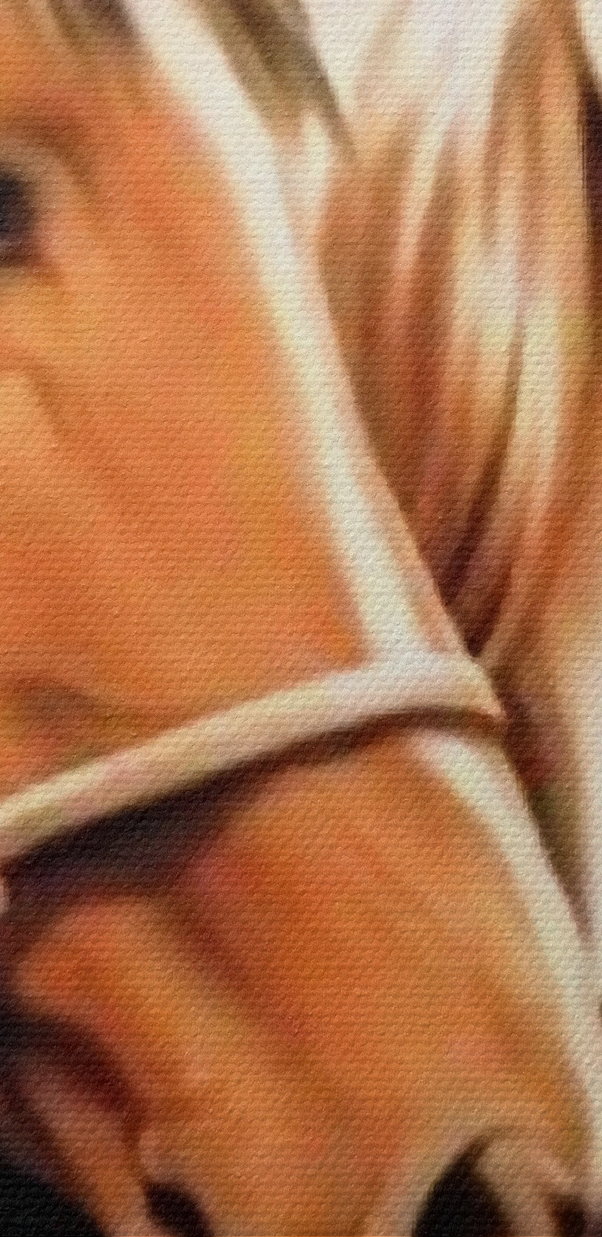 Közelkép két lóról