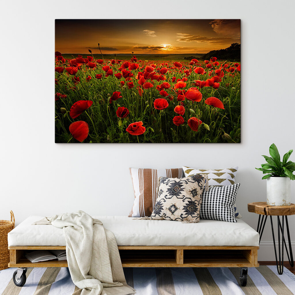 A field of red flowers A field of red flowers