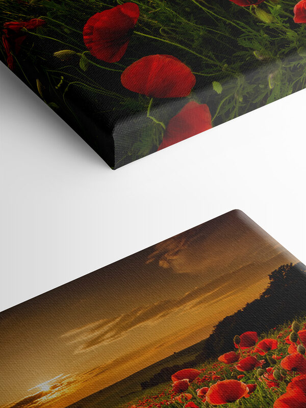 A field of red flowers A field of red flowers