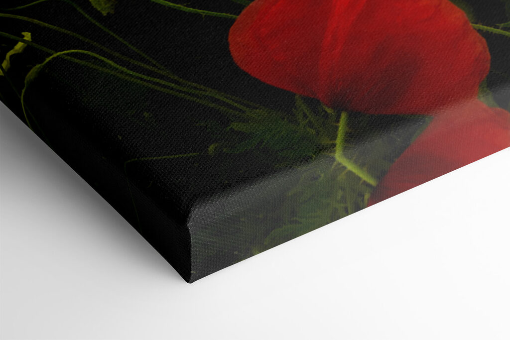 A field of red flowers A field of red flowers