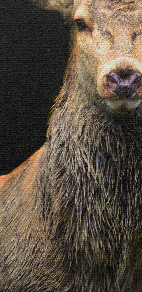 A deer with antlers standing in the dark A deer with antlers standing in the dark