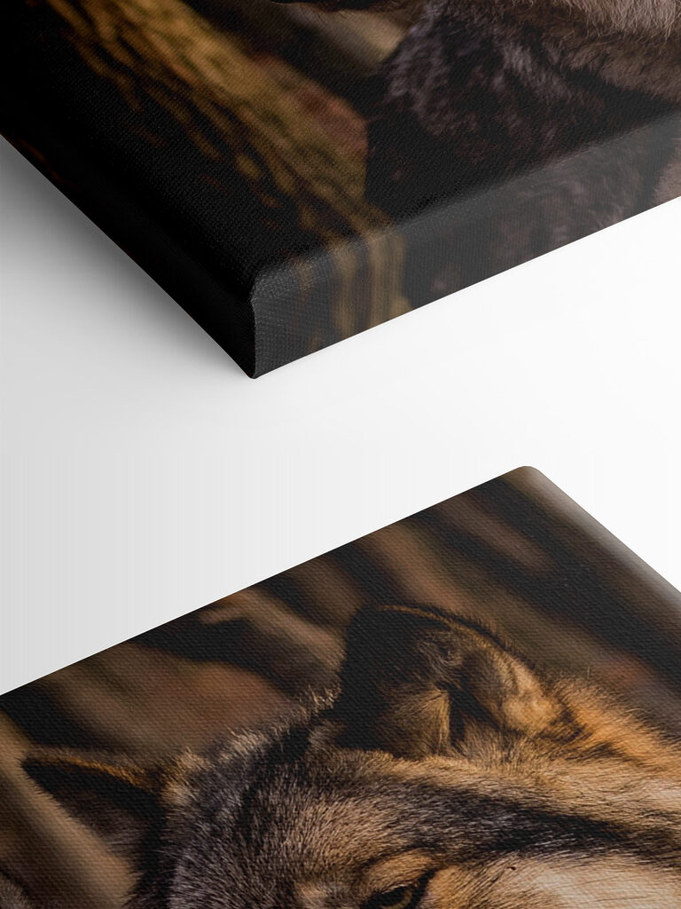 A couple of wolves in the woods