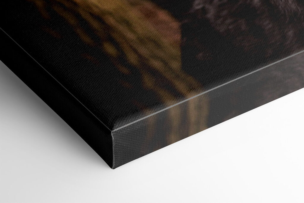 A couple of wolves in the woods