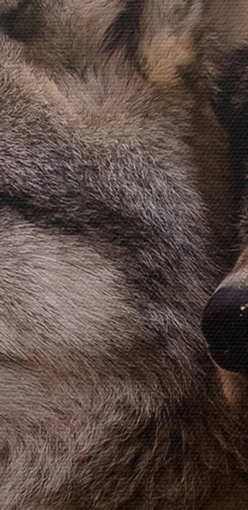 A couple of wolves in the woods