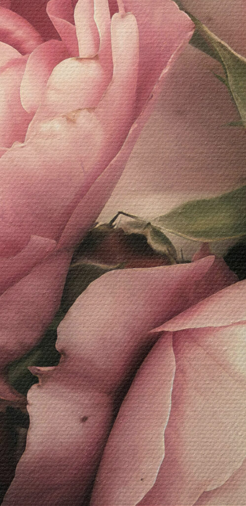 A group of pink and white roses A group of pink and white roses